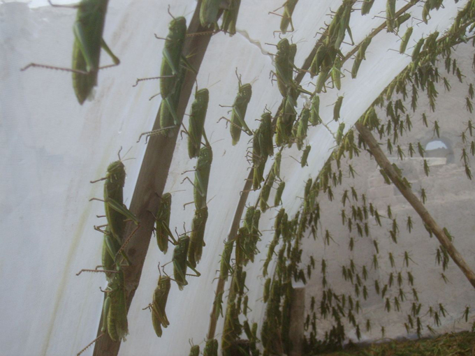 螞蚱養(yǎng)殖網(wǎng)拍攝